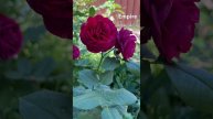 Empire / Ампир #роза #rosegarden #семенаалтая #розарий #виннаяро