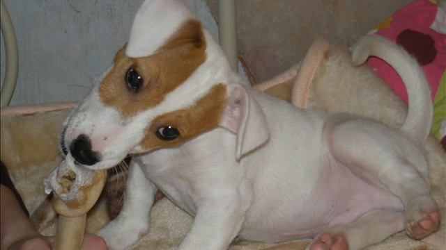 Хуго , ДРТ . смотреть онлайн