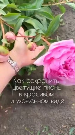 Хотите сохранить пионы пышными и аккуратными весь сезон?