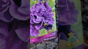 Ирис сибирский. Посадка, Агротехника. #garden #flowers #и