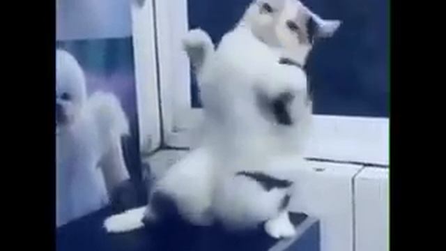 Прикольно танцует