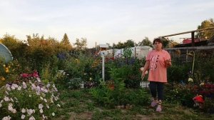 Огород в цвету, 7 сентября  собираю  урожай,