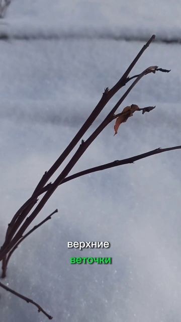 Зимовка голубики.Как думаете выживет? #огород #дача #са