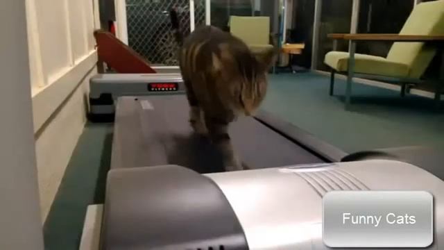 Funny cat 4 (fat funny cats) Смешные и толстые кошки