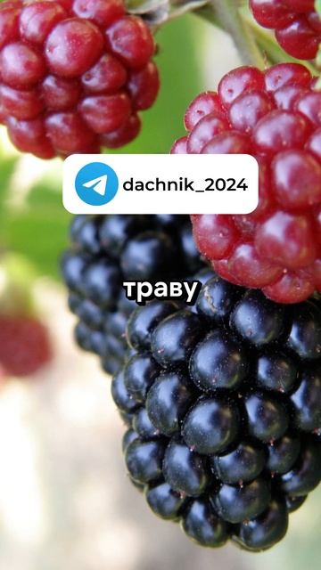 Советы для ухода за ежевикой | Дачные советы, дача и ог? смотреть онлайн