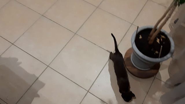 Попугай Жако Ники.mp4