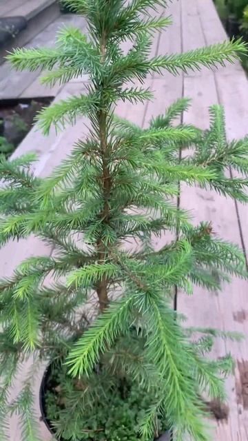 Ель сербская смотреть онлайн