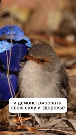 Почему у птиц самцы красивее самок? #shorts