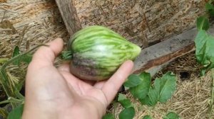 Обзор сортов Софии Сааковой.8 ряд томатного дворца.