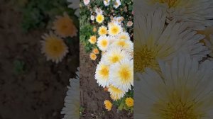 Обзор корейских хризантем 7 октября