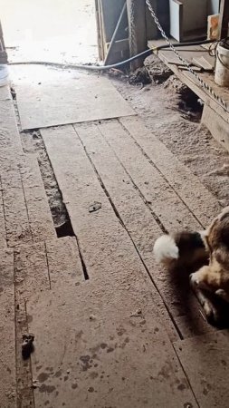 Радость 😄