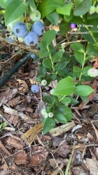 Голубика. Сложно ли вырастить? #сад #дача #garden #огород