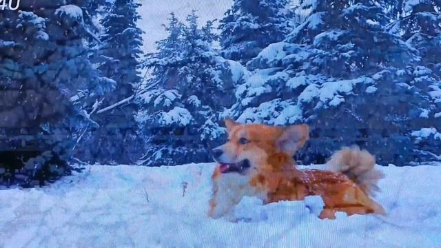В МИРЕ ЧУДЕСНЫХ ЖИВОТНЫХ