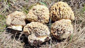 ОГРОМНЫЕ СТЕПНЫЕ СМОРЧКИ! Нашёл Грибы Синеножки под деревом. Сбор грибов 2025. Грибалка