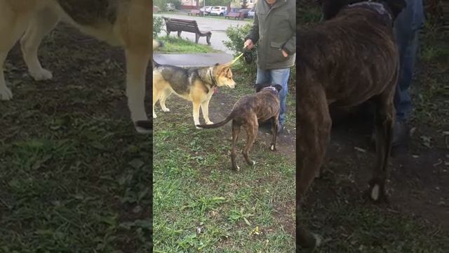 rutube.ru