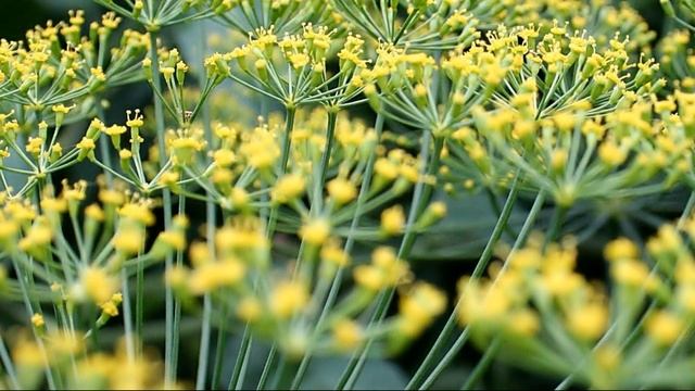 ВРАЧИ ЗНАЮТ Давно! Вот она ПРАВДА о СЕМЕНАХ УКРОПА. Все