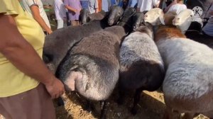 180 КГ ИХЕЛЕ КУЧКАРА ДИДАГИН 🇹🇯АВГОНИ ВА ХИСОРИ ДУШАНБЕ НАРХИ ГУСФАНДО АЙ 10000 то 15000 ХАЗОР 20