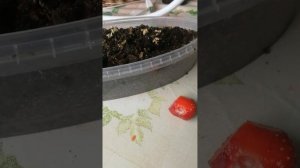 Как вырастить клубнику из семечки. Способ размножения