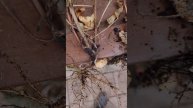 Как вырастить арахис, реально ли получить урожай на Д?