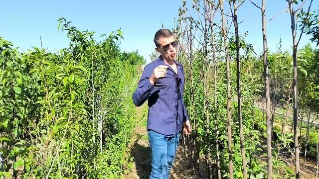 Что делать, если хурма не просыпается? смотреть онлайн