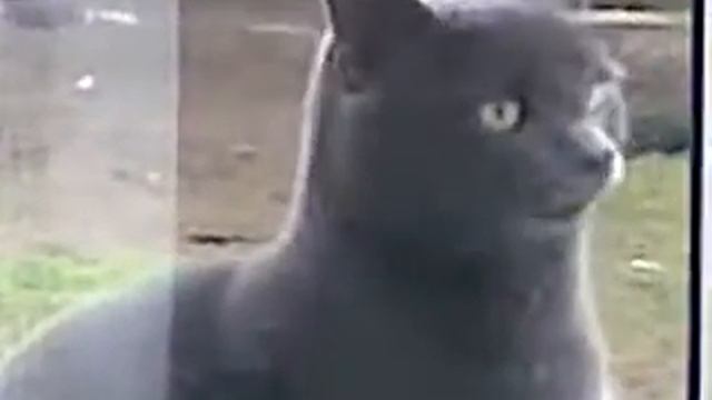 Угарный кот за окном :D (озвучка) смотреть онлайн