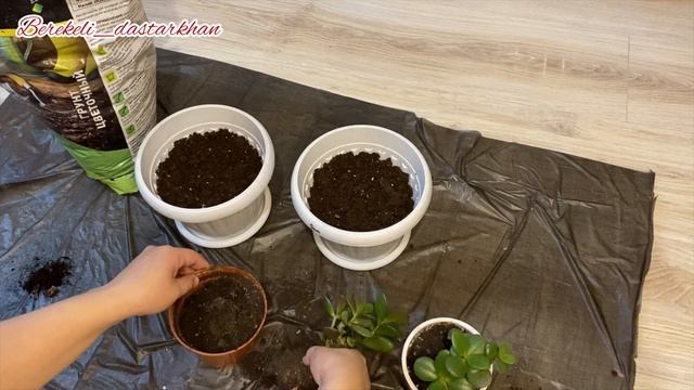 Гүл отырғызу. Отросток алған гүлдерді ыдысқа отырғызу