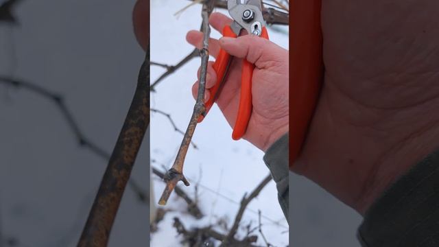 Простая обрезка винограда серия 2 краснодарский край#? смотреть онлайн