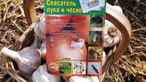 Баковая смесь для защиты чеснока от болезней и вредит?