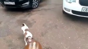 Собаку контузило лопнувшей бутылкой