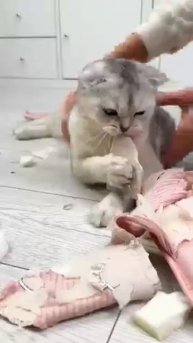 Как сделать тапочки из кошачьей шерсти 😂