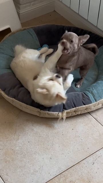  собакалучшийдруг шпиц померанскийщпиц отдых чихуахуа выходные релакс