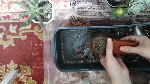 Пересадка (хавортии, эуфорбия, маммилярия) смотреть онлайн