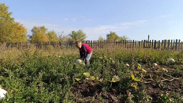 Убираю в сарае, готовим место для поросят. Сын на огоро