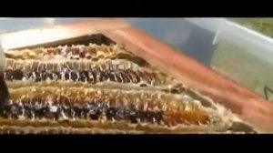 пчелы японии как вариант