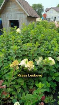 высокие и красивые саженцы гортензий: Ред Велвет, Крас