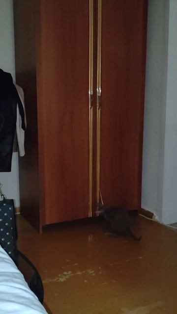 Ночные игры Семёна 😻