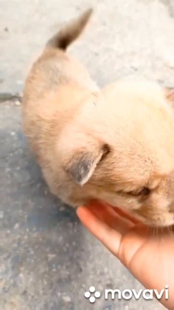 ОЧЕНЬ МИЛЫЙ  МАЛЕНЬКИЙ ЩЕНОК смотреть онлайн