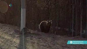 Под Ухтой к людям стали выходить медведи
