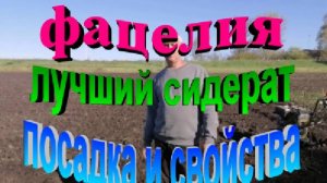 Фацелия как сидерат. Подробно о посаде и свойствах фацелии