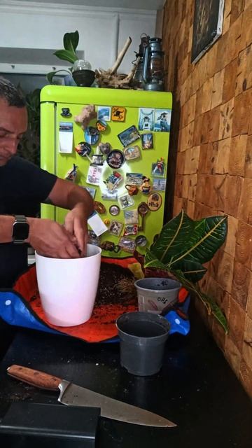 #растения #цветы#пересадка#кротон#эпипремнум #филоден? смотреть онлайн