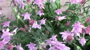 КАКИЕ ЦВЕТЫ НУЖНО СЕЯТЬ В ЯНВАРЕ