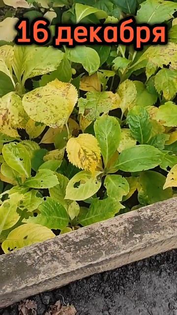 Как зимовали мои маленькие гортензии смотреть онлайн