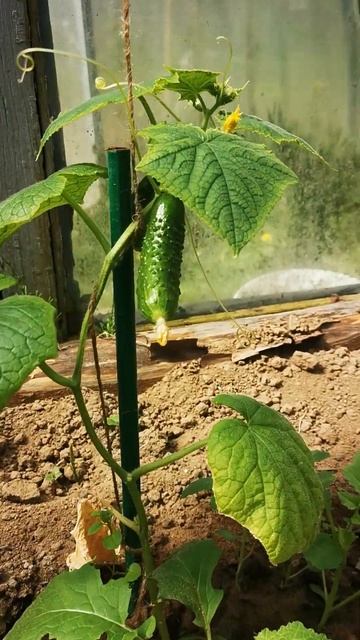 первые огурцы 2023 Беларусь🇧🇾 смотреть онлайн