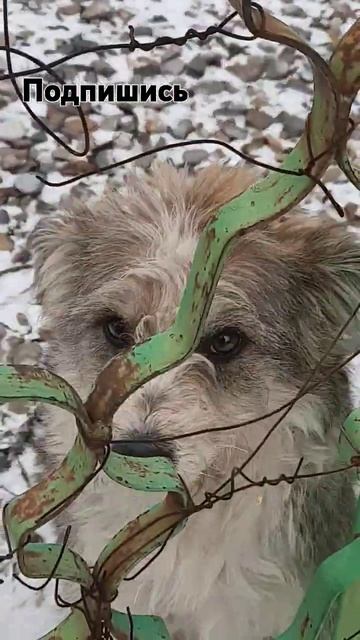 Собаки на даче. Кормим.(хозяин у Них есть) смотреть онлайн