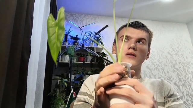 Алоказия 🌿: счастье 😊 в пересадке в минеральный грун