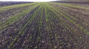 Озимый ячмень Фаро. посев 2023г.