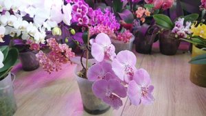 Орхидея Younghome Princess big lip #Цветение 2025