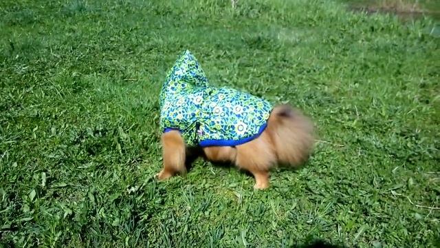 шпиц мистер Эван