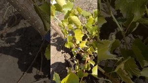 Вызревание однолетнего саженца винограда