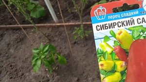 Перец Сладкий сорта СИБИРСКИЙ САЛЮТ!!!  Выращиваю в Теп